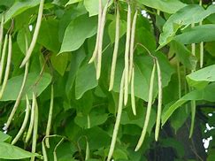 Image result for African Bean Tree