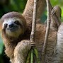 Image result for Sloth Fun Facts