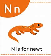 Image result for What's in Newt Letters Capsules