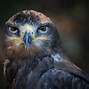 Image result for Storm'n Eagle HD