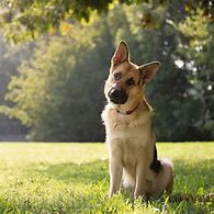 Image result for Smart Dog Breeds