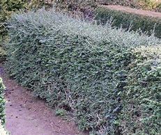 Image result for Lonicera