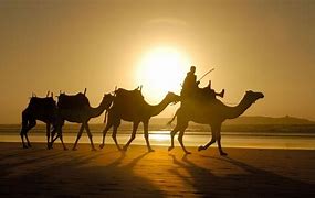 Image result for Camel Caravan Sphinx Wallpaper