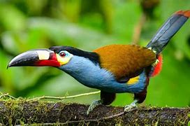 Image result for Toucan Pair