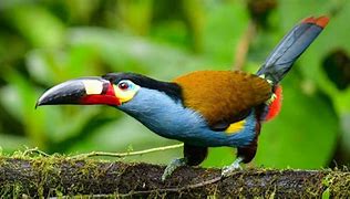 Image result for Life Cycle of a Toucan