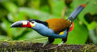 Image result for Toucan Species List