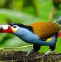 Image result for Smallest Toucan Species