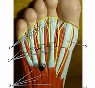 Image result for Plantar Foot Muscles