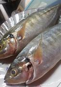 Image result for Ikan Termenung