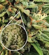 Image result for California Sour Diesel