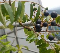 Image result for Buah Kari