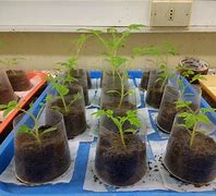 Image result for Nematodes On Plant Roots