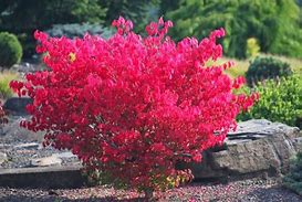 Image result for moses burning bush