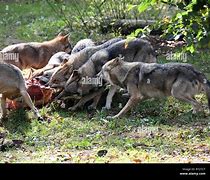 Image result for Wolf Barbeques