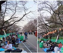 Image result for Ueno Park Hanami