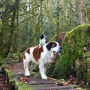 Image result for Giant St. Bernard Dogs