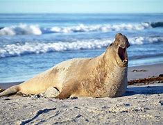 Image result for Elephant Seal Nose