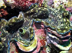 Image result for Beautiful Giant Clam