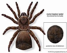 Image result for Ravine Trapdoor Spider