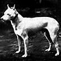 Image result for White Big Terrier