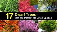 Image result for Dwarf Fir Trees