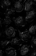 Image result for Black Rose Bushes