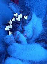 Image result for Cat Blush PFP