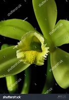 Image result for Vanilla Orchid Flower