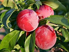 Image result for Plum Tree San Andres