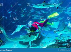 Image result for Feeding Sharks in Aquarium