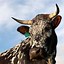 Image result for Stock Images Nguni Cattle