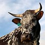 Image result for Nguni Cattle Skins