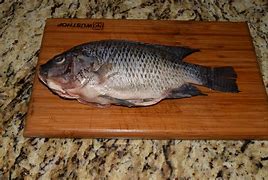 Image result for Live Tilapia Fish