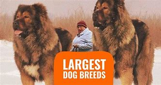 Image result for Large Size Dog Breeds