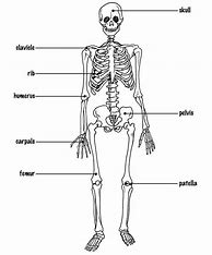 Image result for Simple Skeletal System Diagram