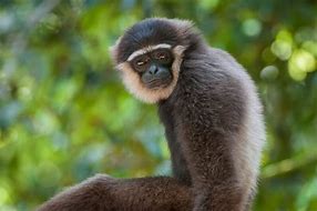 Image result for Gibbon Pics