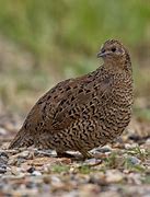 Image result for Brown Quail