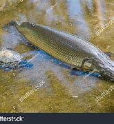 Image result for Alligator Gar Fisch