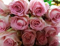 Image result for Pink Rare Flpwers