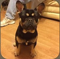 Image result for French Bulldog Dark Brown