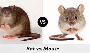 Image result for Mause Vs. Rat