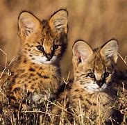 Image result for Serval Family