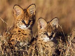 Image result for Serval Pictures