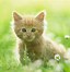 Image result for Cute Spring Cats