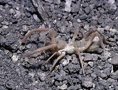 Image result for Idaho Camel Spider