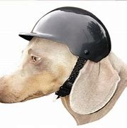 Image result for dog motorcycle helmet safety