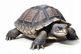 Image result for Tortoise Side View