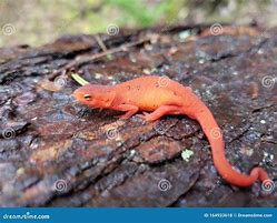 Image result for Red Eft Newt