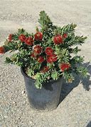 Image result for Dwarf Bottlebrush Shrubs Plants