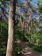 Image result for Fall Wood Path Dirt